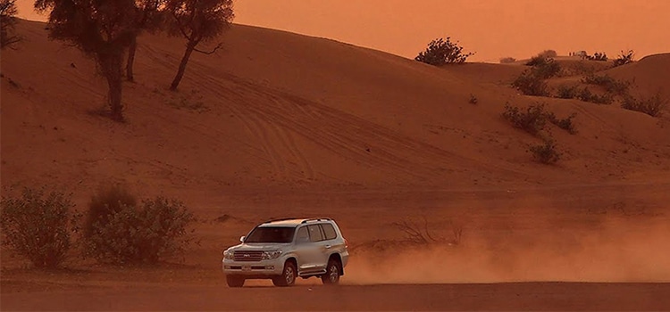 Morning Desert Safari 26
