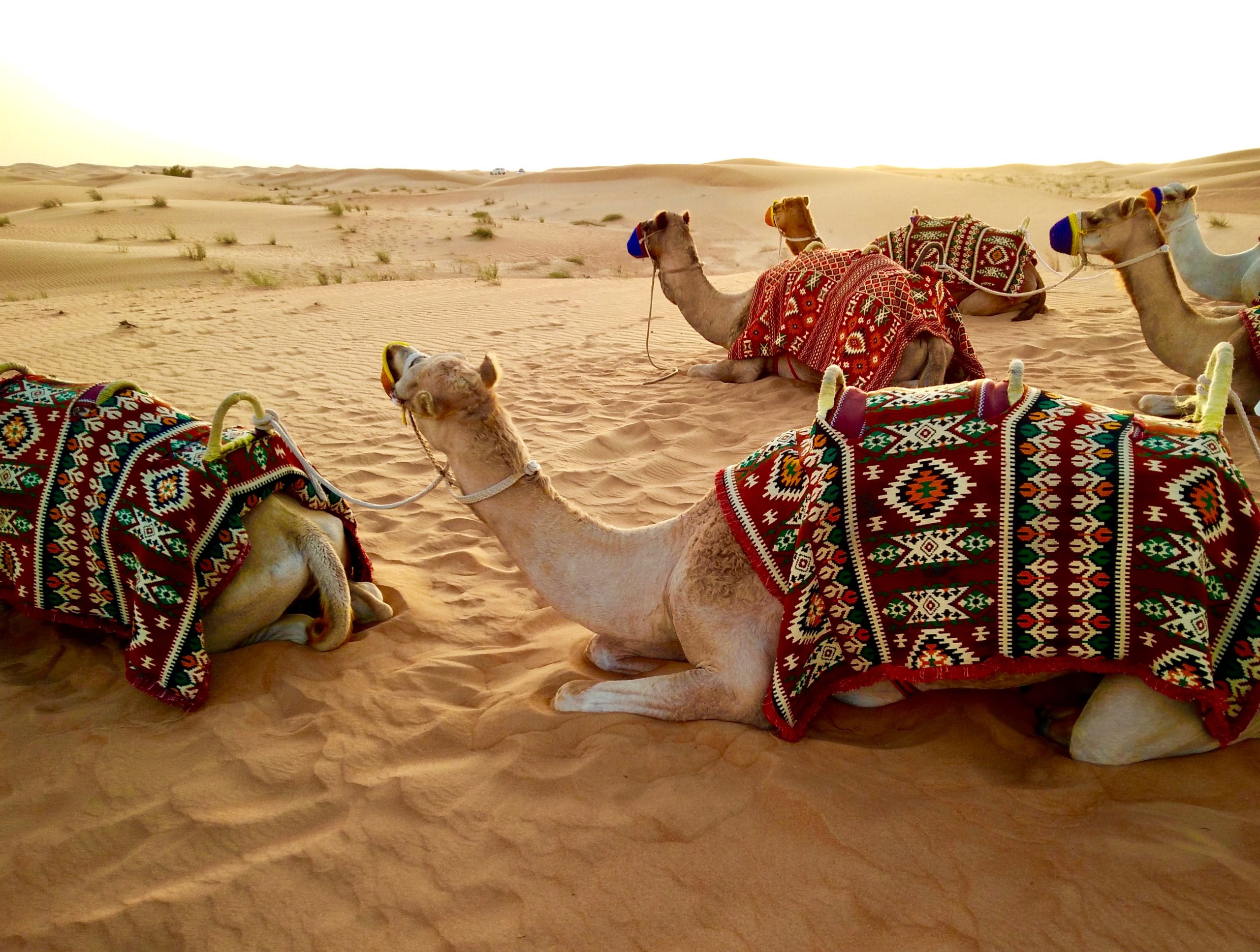 Overnight Desert Safari Camp 13